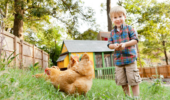 Boosting Backyard Chicken Immunity: Strengthening Your Flock's Defense