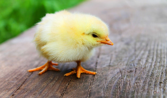 Tips On Raising Poultry