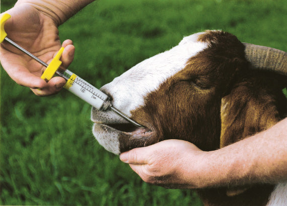 Merck Goat Dosing Syringe - Lubbock, TX - Amarillo, TX - HF&C Feed