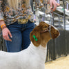 Weaver Total Control Goat Halter