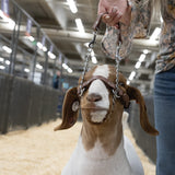 Weaver Total Control Goat Halter